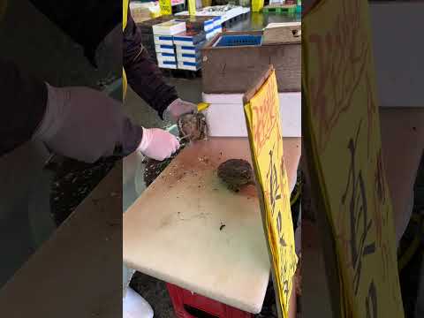 園芸 マリタイムメルテンシア、野菜カキ、野菜カキ、海赤根