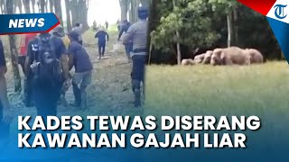 Kronologi Kades di Lampung Tewas Diserang Gajah: Berawal dari Miskomunikasi & Kehabisan Mercon
