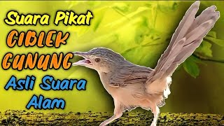 Download lagu Suara pikat Ciblek Gunung (suara ciblek gunung asli di alam) mp3 Download lagu Suara pikat Ciblek Gunung (suara ciblek gunung asli di alam) mp3