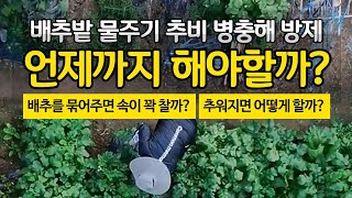 배추밭 물주기 추비 병충해 방제는 언제까지 해야할까? 배추 포기를 묶어주면 속이 꽉 찰까?
