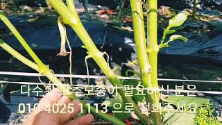 다수확 고추 상세설명 영상