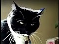Tuxedo Cats Look So Handsome Even Fighting