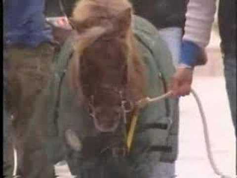 Victory Gallop Animal Miracles Part 1