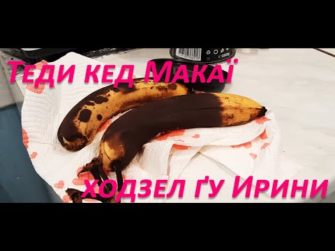 Stupidenti - Tedi ked Makaji hodzel gu Irini