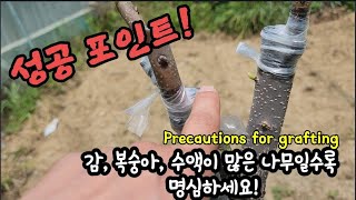 접붙이기 성공하려면! 꼭 이렇게 하세요. Precautions for grafting
