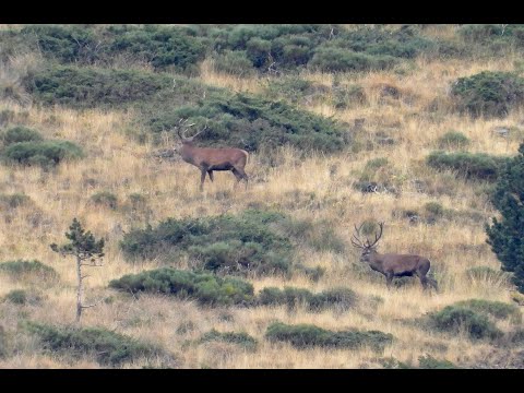 Brame du cerf 2021 Pyrénées-Orientales - Le combat