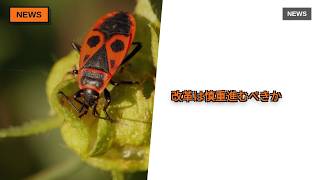 [衝撃]私大「4割減」案に文科省反発！その理由とは…
