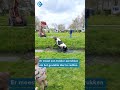 Koeiendans valt in het water | #shorts