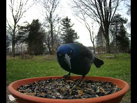 Grackle puff | BirdsyTV