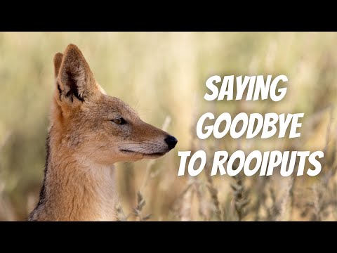 Kgalagadi - Day 5: Rooiputs. SAYING GOODBYE TO ROOIPUTS... AND SILVER EYE?