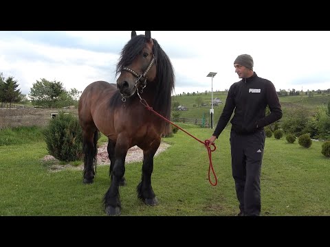 Armasarii lui Sorin de la Marisel, Cluj  2021 Nou!!!