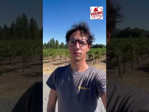 Video of Matteo Vason