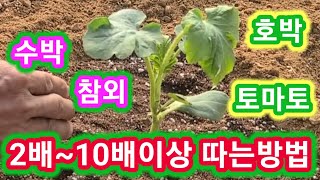 2배~10배이상 무조건 땁니다 수박,참외,단호박,토마토 재배방법,키우기,주말농장,텃밭,귀농귀촌 농사 농부