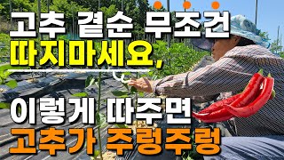 고추꽃 곁순제거 무조건 따면 큰일납니다. 다수확하려면 이렇게 해보세요