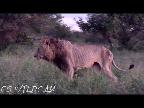 Sumatra Pride Male Lion of the Giraffe Pride in the Final Days of His Life | Ep156