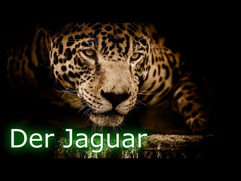 Der Jaguar - Der wahre König des Dschungels!!!