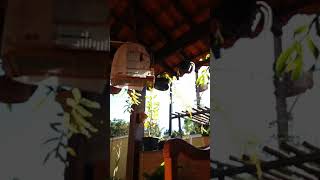 PARDO 028 