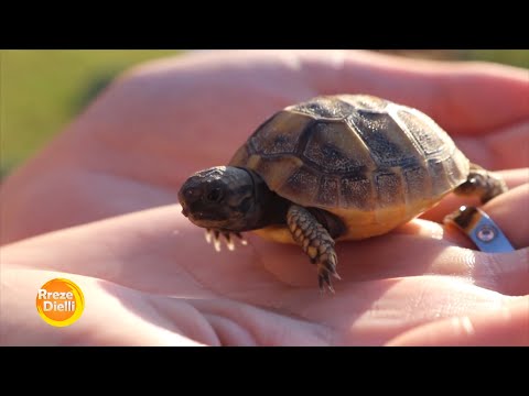 Ferma e parë e breshkave në Shqipëri
