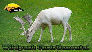 Wildpark Christianental - Ab in den Harz! - Kleiner Zoo im Fokus 4k