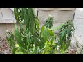 Correcting Droopy Cannabis Leaves (Over and Underwatering)