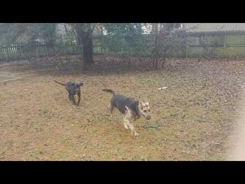 Marlene Dietrich and Boogie