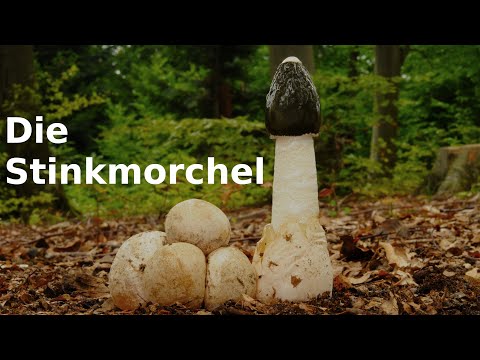 Pilzportrait - Die Stinkmorchel