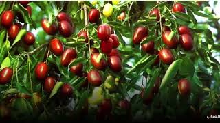 دروس البلاغة (70) (التشبيه الملفوف والمفروق والجمع والتسوية) image