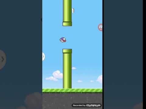 The Bird Game Video