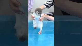 ペンギンの赤ちゃん・じんべえの元気いっぱいプール練習　#shorts