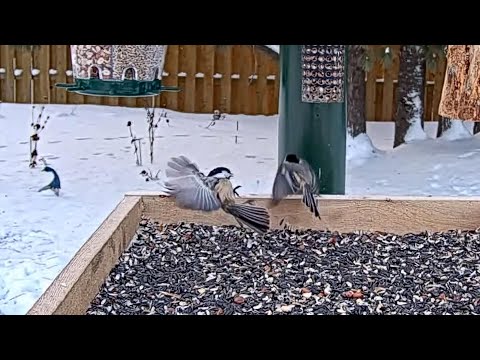 Black-capped Chickadees Tussle On The Feeder Platform In Ontario | Jan. 23, 2026