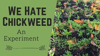 We Hate Chickweed!  An Experiment