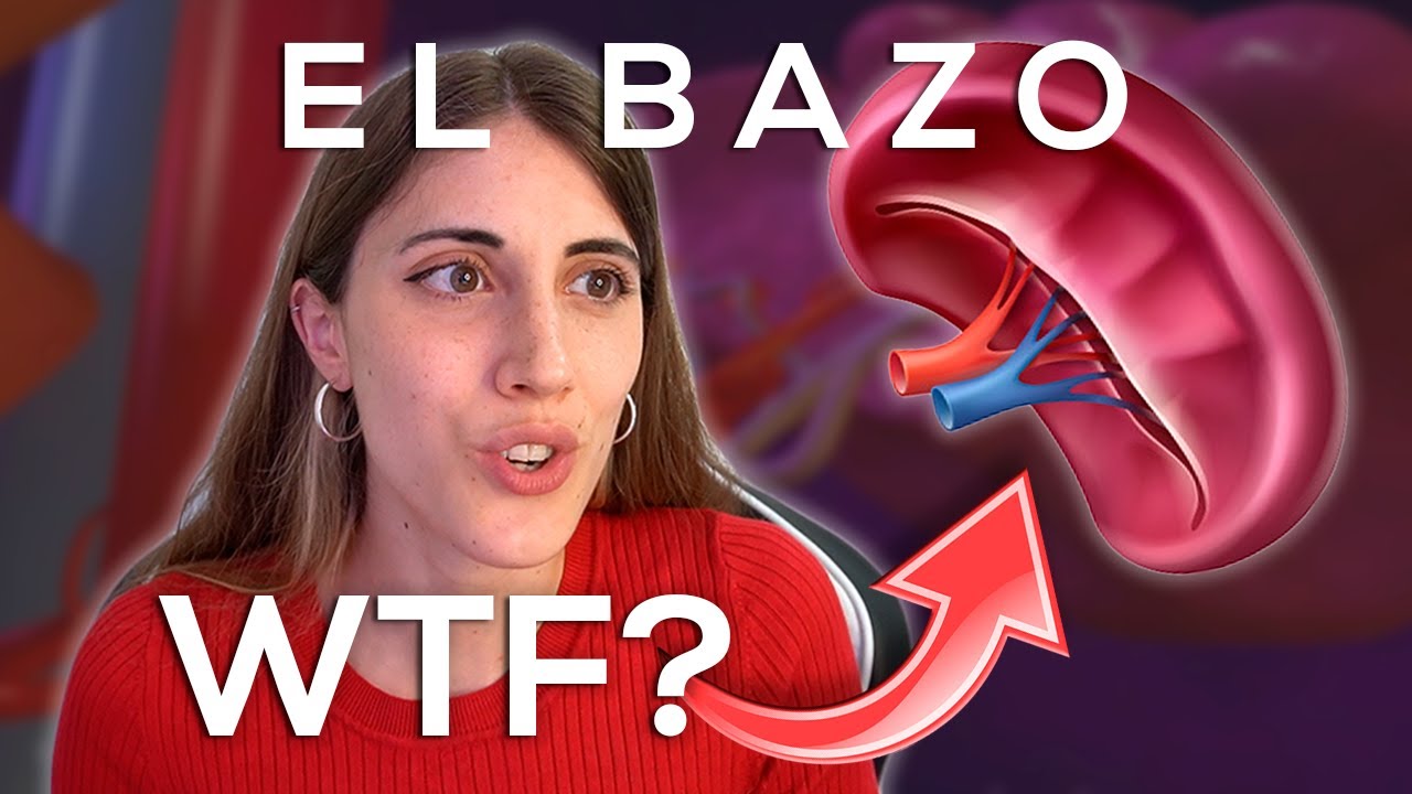 El ÓRGANO más OLVIDADO: ¿qué hace el BAZO?