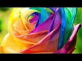 Rose Flower S Pictures Rose