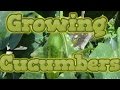 Growing CUCUMBERs from seed start to finish - YouTube