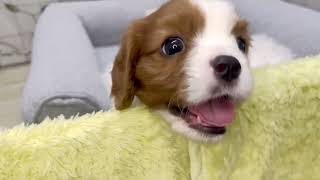 キャバリアの動画01