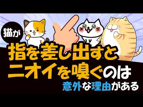 猫はなぜ匂いを嗅ぐと口を開けるのでしょうか?