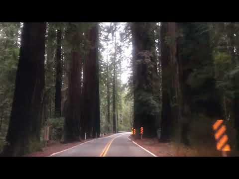The drive along the Avenue of the Redwoods is worth the trip!