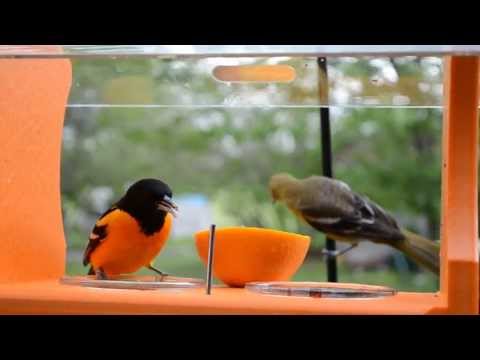 download lagu mp3 mp4 Oriole Bird Feeder, download lagu Oriole Bird Feeder gratis, unduh video klip Oriole Bird Feeder