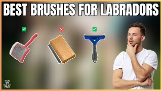 Best Dog Brushes for Labradors in 2026 - Top 5 Brushes & Des