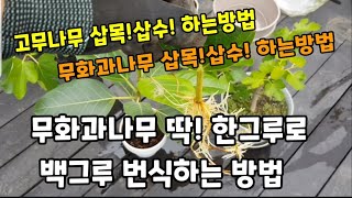 무화과나무와"고무나무를 이 방법으로 24개월 안에 백개 이상을 만듭니다~ #고무나무삽목 #무화과나무삽목 #무…