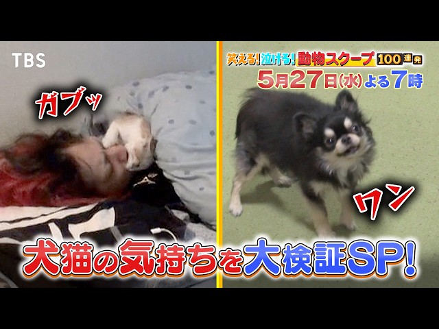 動物スクープ100連発【犬猫の気持ち大検証SP＆猫好き必見！最新研究公開】🈑