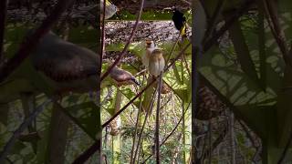 Download lagu Black siskins, java sparrow, widowbird, cardinal and more aviary birds #birds #bird #nature #animals mp3