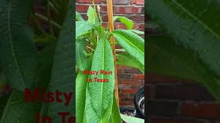 Misty in Texas #rain #misty  #shorts  #shortvideo