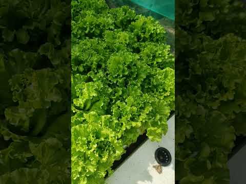 Olmetie Lettuce. 29 Days after transplant. November 10, 2022. -Hydroponics