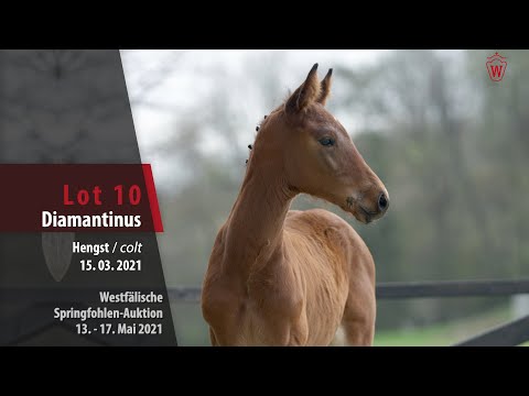 Springfohlen-Auktion 13. - 17.Mai Lot 10 Diamantinus Hengst v. Diamant De Semilly - C Trenton Z