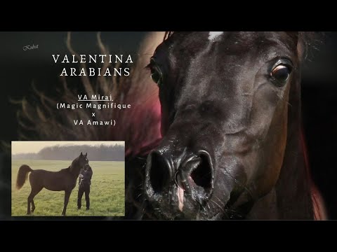 ˜”*°• 💕Black arabian Stallion shows his great trot VA Miraj (Magic Magnifique x VA Amawi)💕 •°*”˜