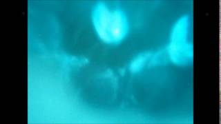 Boards Of Canada - Palace Posy. Video.