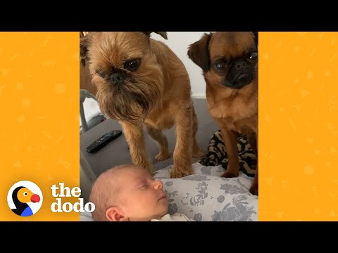 Griffon Dogs Used To Being Center Of Attention Get A New Human Sibling | The Dodo