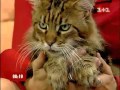 Мейн-кун (maine coon cat). Самые большие коты в мире. 