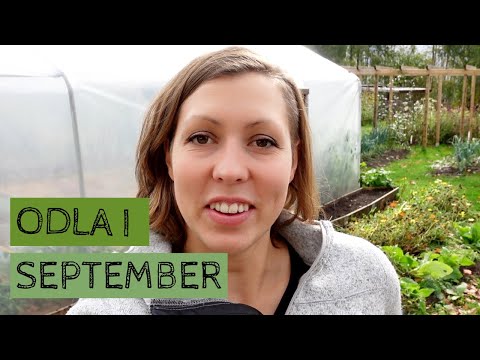 Odla i SEPTEMBER - En rundtur i trädgården när hösten har kommit.
